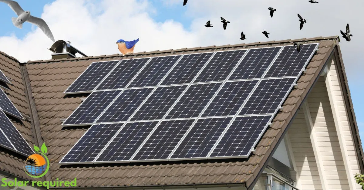 Birds Can Damage Solar Panels Protection and Solutions